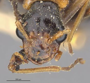 Media type: image;   Entomology 24175 Aspect: head frontal view